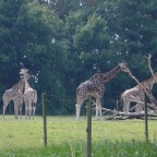 Giraffes, Dublin Zoo
